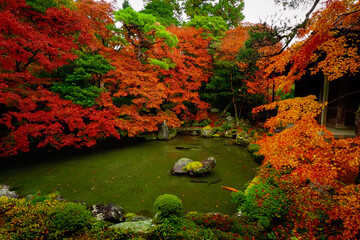 紅葉の庭、池